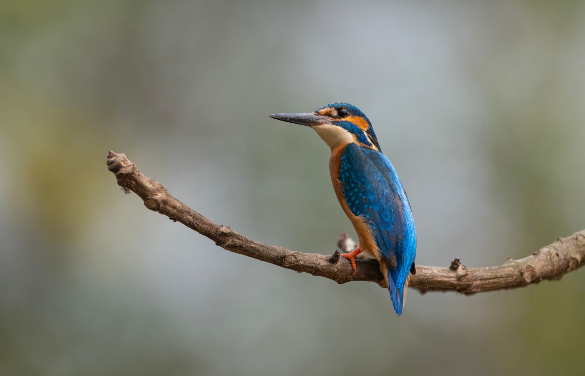 Martin-pêcheur d'Europe posé sur une branche, plumage turquoise et orangé