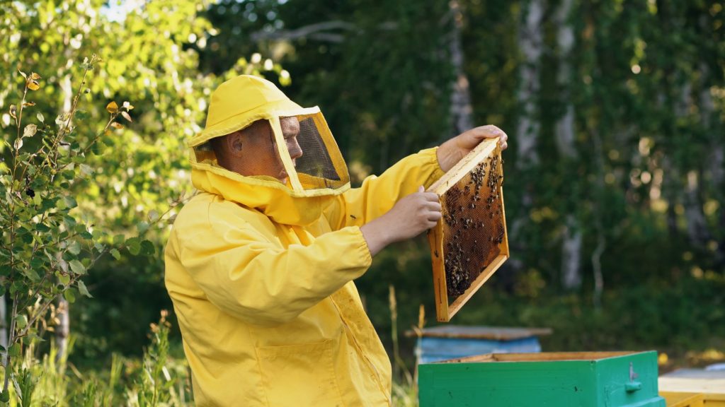 Les abeilles à la ferme : bien débuter en apiculture