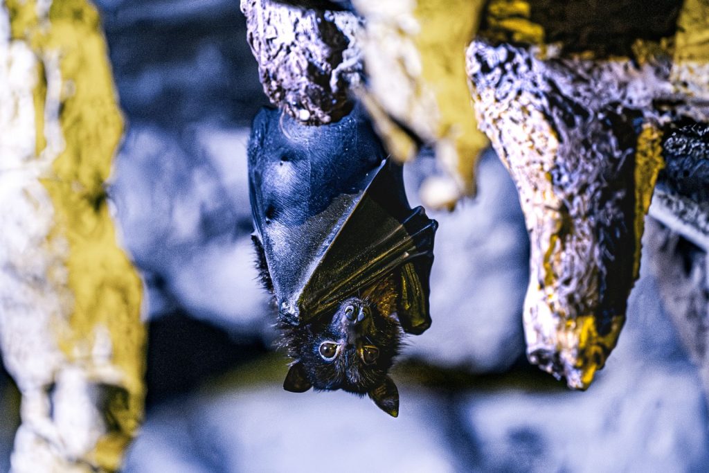 Chauve-souris suspendue la tête en bas dans son gîte
