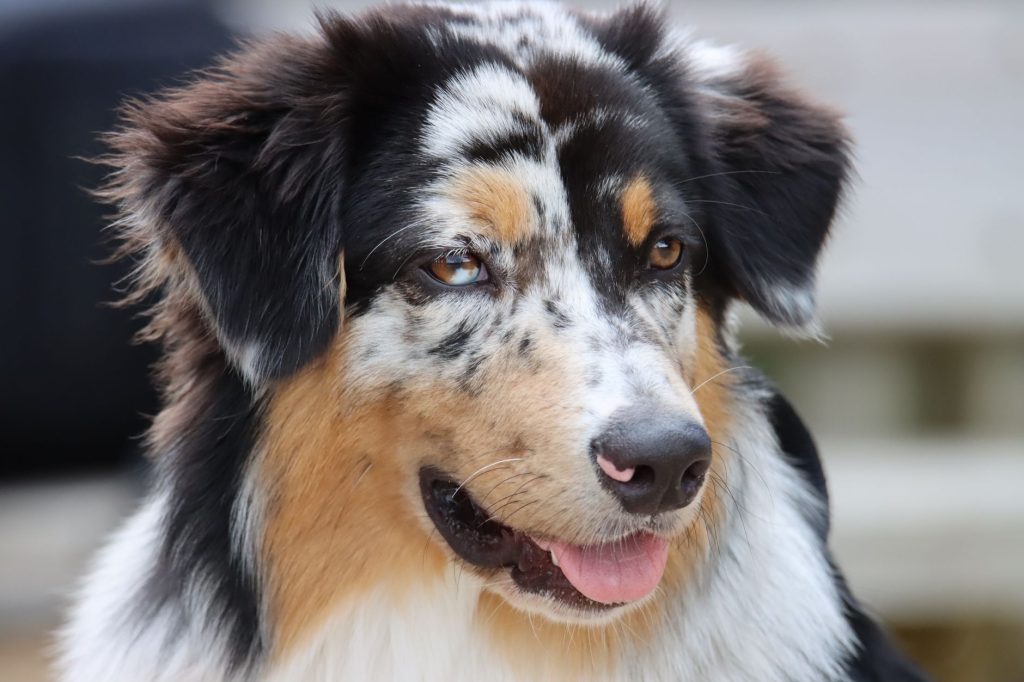 Portrait d un berger australien attentif aux yeux clairs