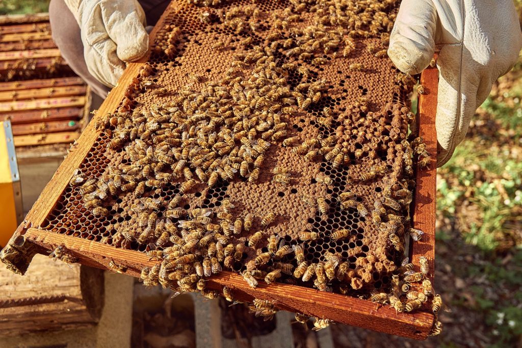 Apiculteur tenant un cadre de couvain couvert d'abeilles