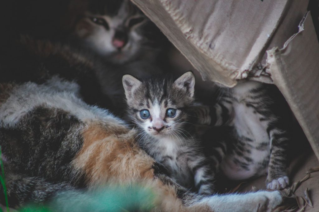 Bien choisir la litière de son chat : types, avantages et entretien