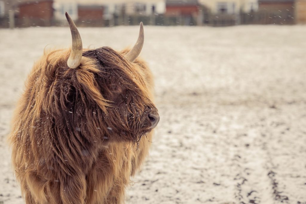 Vache Highland dans un paysage hivernal, sa toison la protégeant du froid