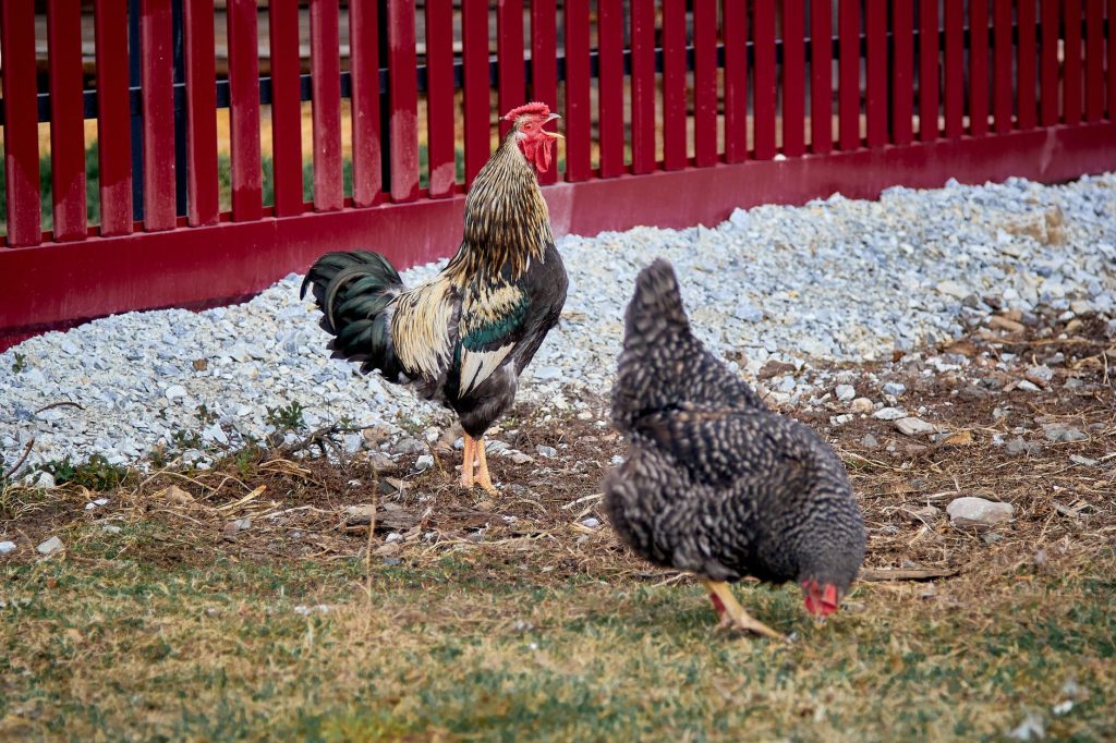 Poules dans un enclos grillag&eacute; prot&eacute;geant des pr&eacute;dateurs