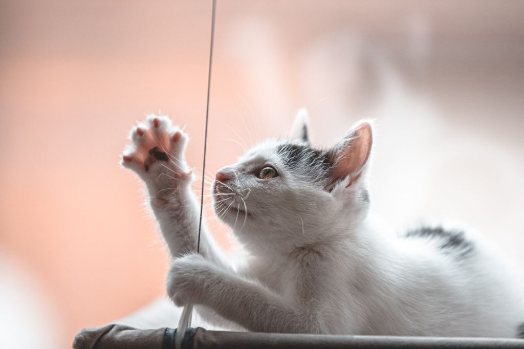 Un chat curieux explore son environnement familier