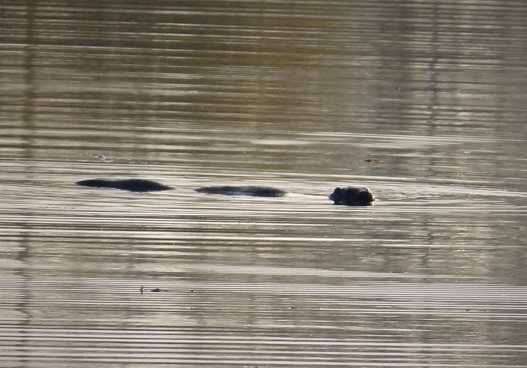 Loutre d'Europe (Lutra lutra) au bord de l'eau
