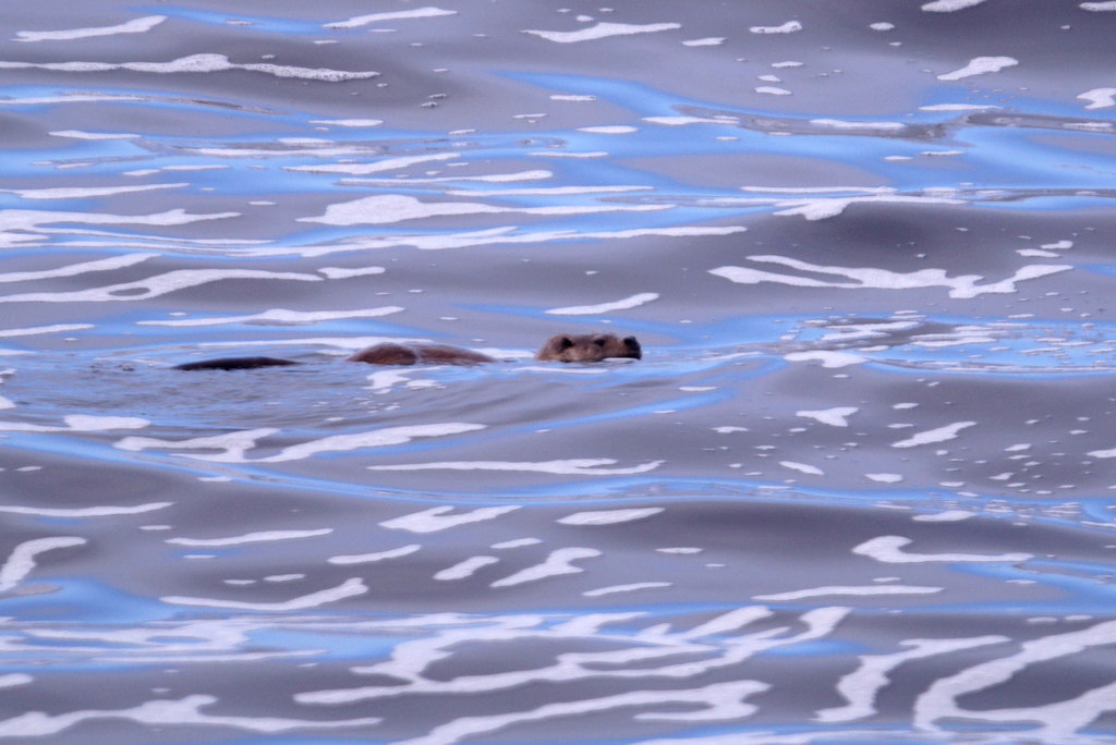 Loutre d'Europe nageant en surface dans une eau calme