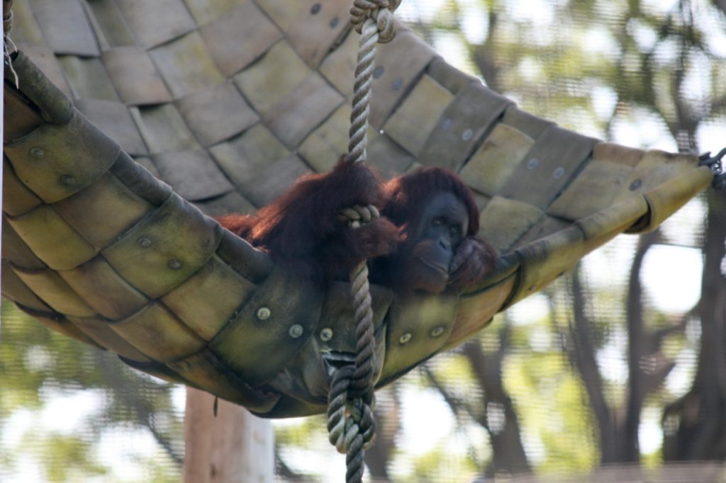 Orang-outan de Sumatra progressant dans la canopée en s'agrippant aux branches