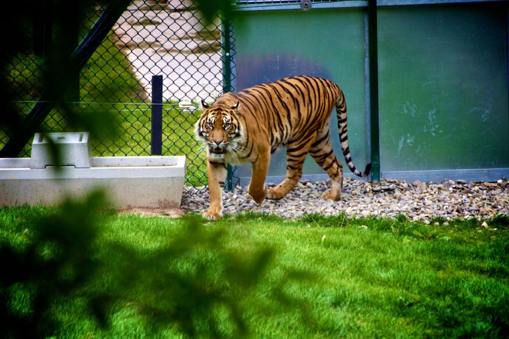 Tigre dans un enclos de parc zoologique, espèce emblématique au cœur du débat sur la captivité