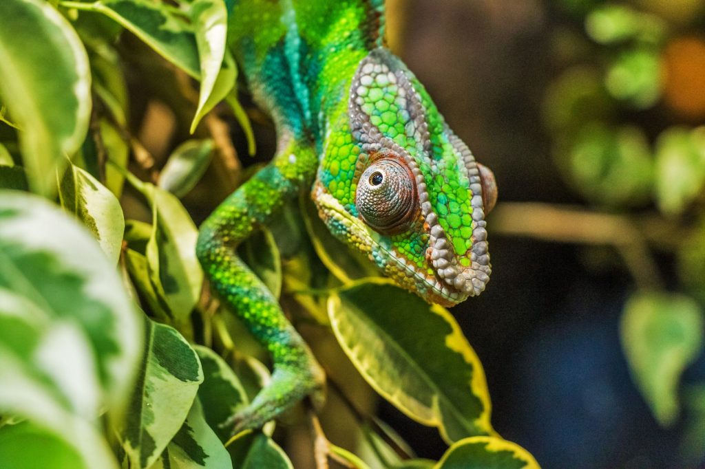 Caméléon panthère aux couleurs éclatantes sur une branche