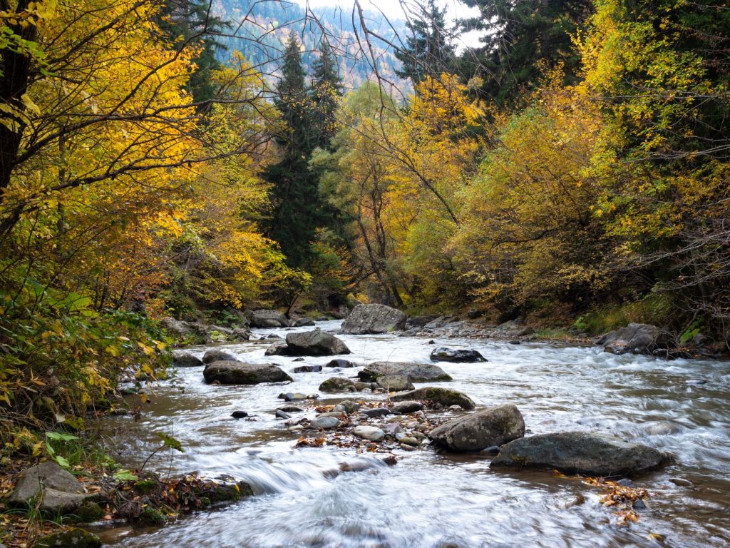 Rivière européenne bordée d'arbres, habitat typique de la loutre