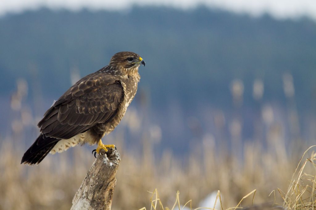 Buse variable à l’affût dans un champ