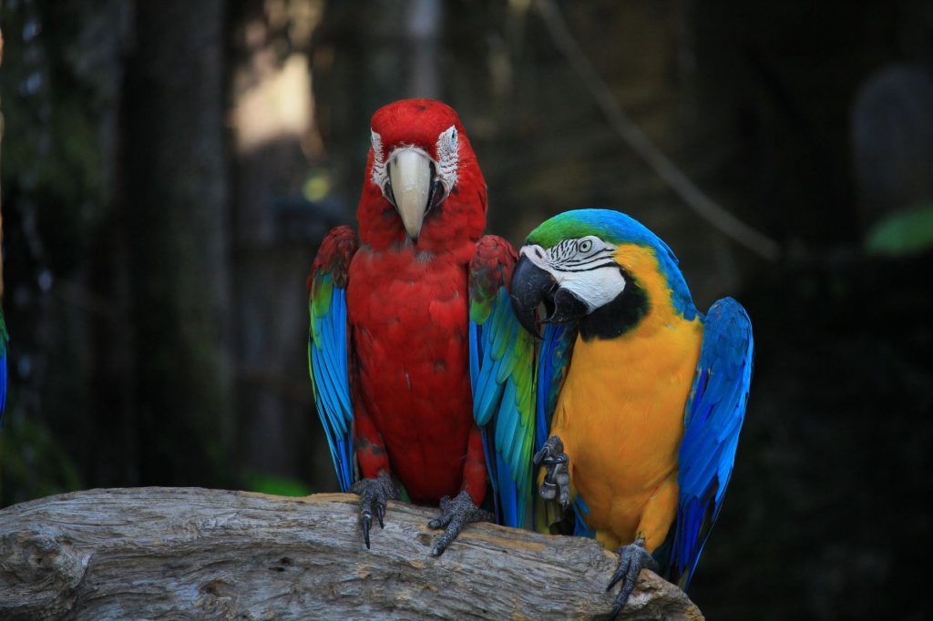 Perroquet ara coloré, espèce prisée du commerce d'animaux exotiques