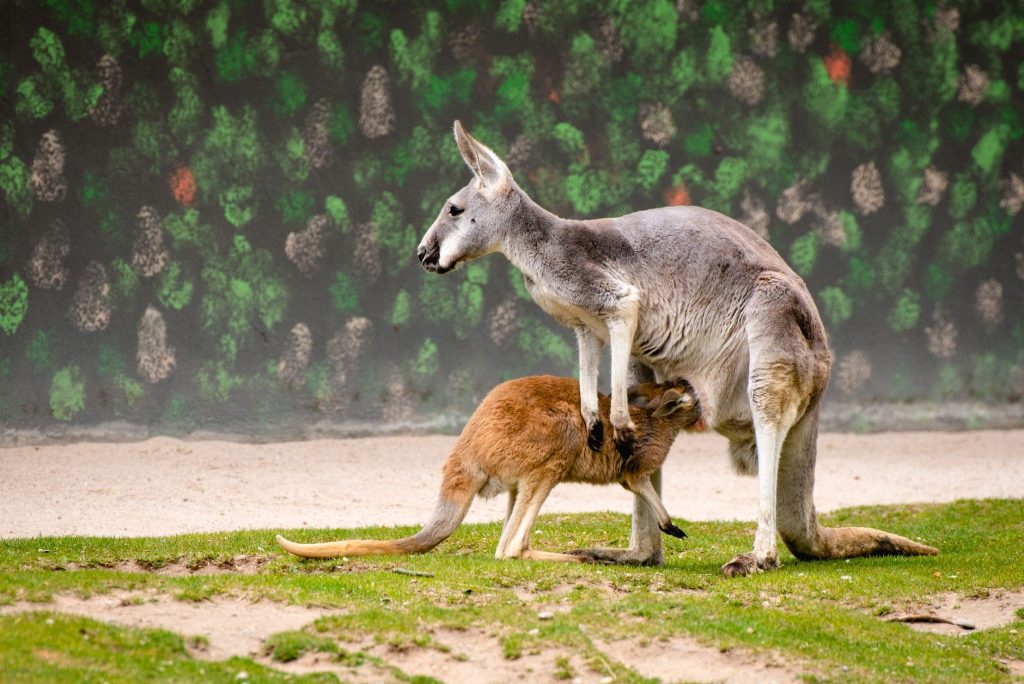 Jeune kangourou joey dans la poche ventrale de sa mère