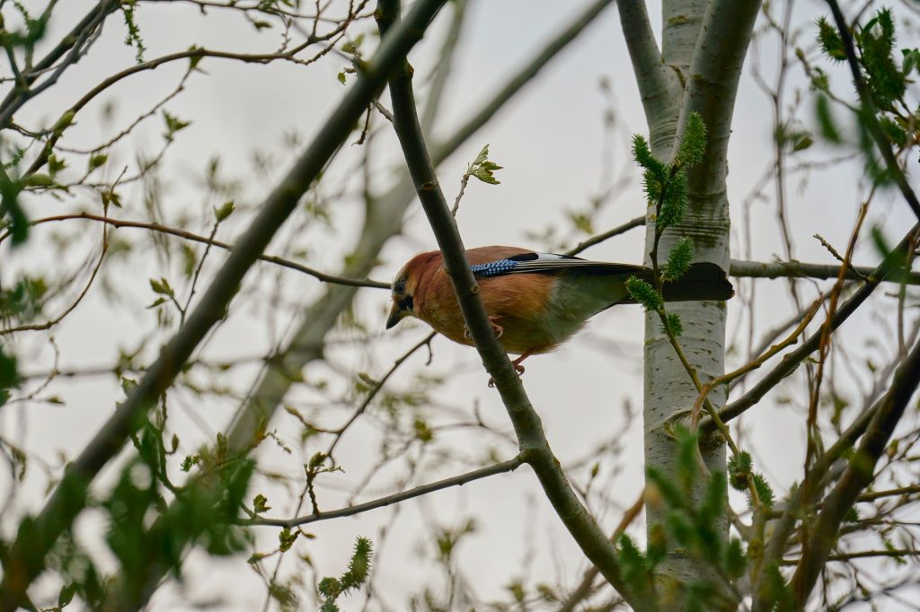 Geai des chênes perché sur une branche en forêt, plumage brun rosé visible
