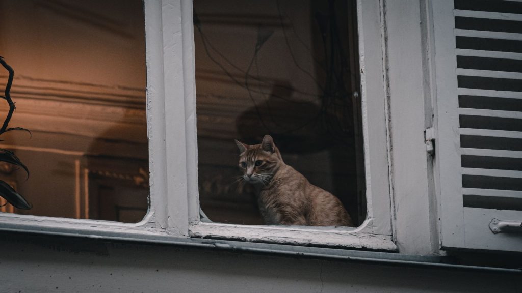 Chat assis sur le rebord d'une fenetre observant l'exterieur la nuit