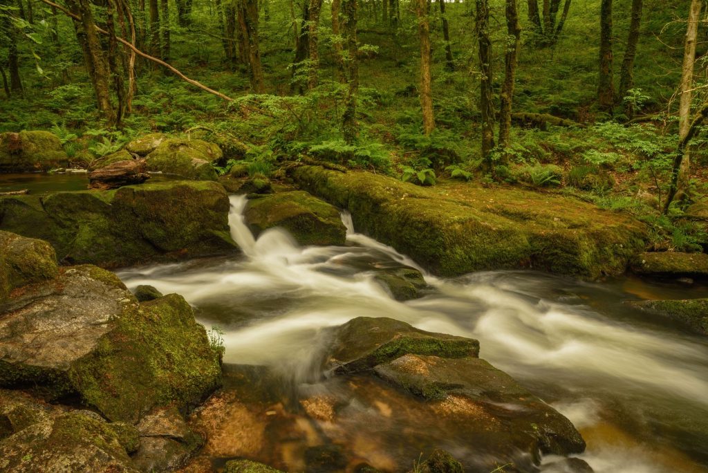 Ruisseau forestier peu profond bordé de mousses, habitat de reproduction de la salamandre