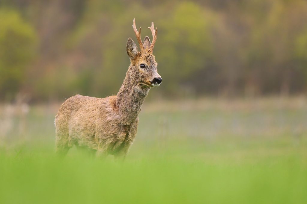 Brocard, chevreuil mâle adulte portant ses bois, observé dans un pré en lisière de forêt