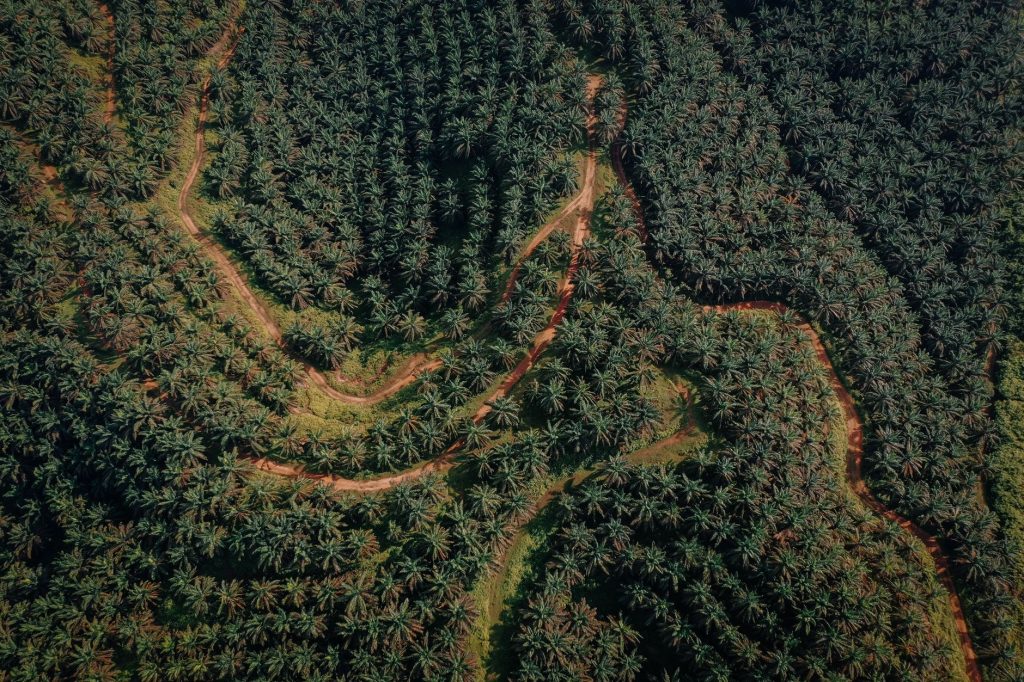 Plantation de palmiers à huile s'étendant à la place de la forêt tropicale