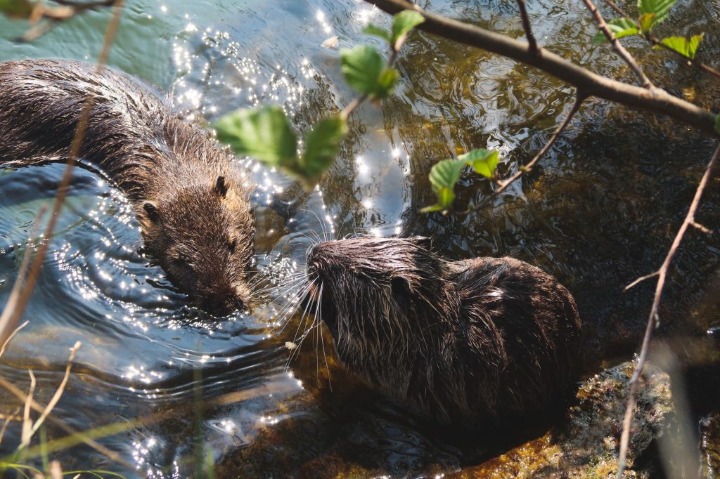 Ragondin brun au bord d'un cours d'eau, espèce invasive installée sur les berges françaises