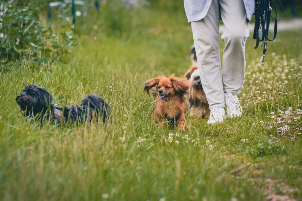 Chien promené dans les hautes herbes d’un parc, milieu favorable aux tiques