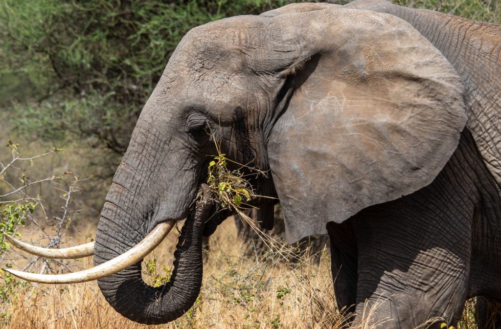 Éléphant d'Afrique dans la savane, espèce ciblée pour son ivoire