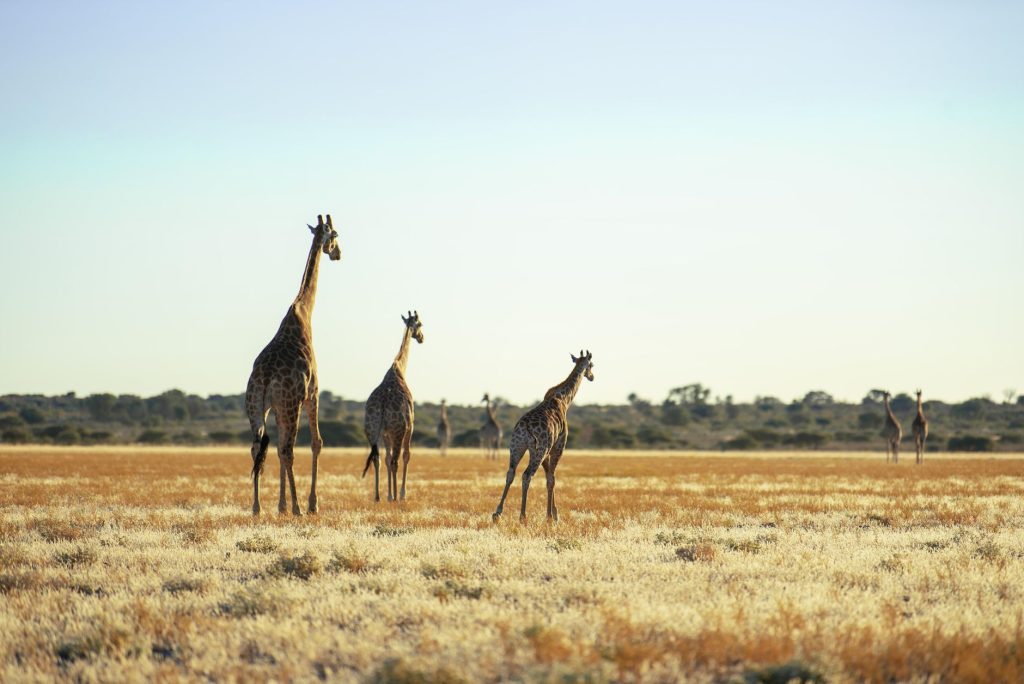 La girafe : le géant de la savane qui disparaît en silence