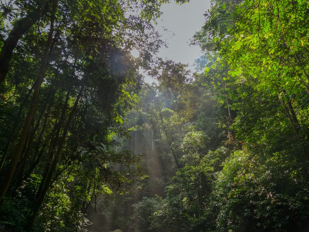 Canopée dense d'une forêt tropicale humide d'Amérique du Sud