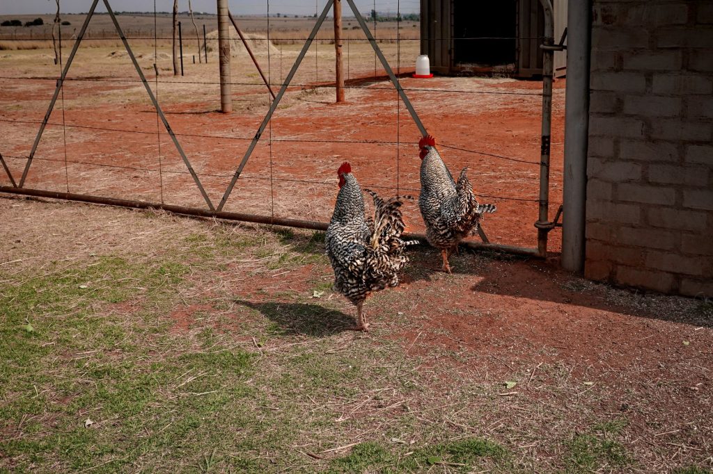 Poules dans un enclos de basse-cour en automne
