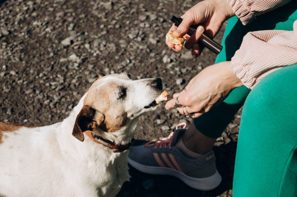 Personne récompensant son chien avec une friandise pendant une séance d'éducation en extérieur