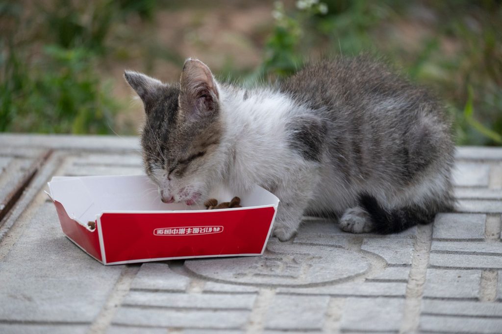 Chaton en train de manger dans une gamelle posée au sol