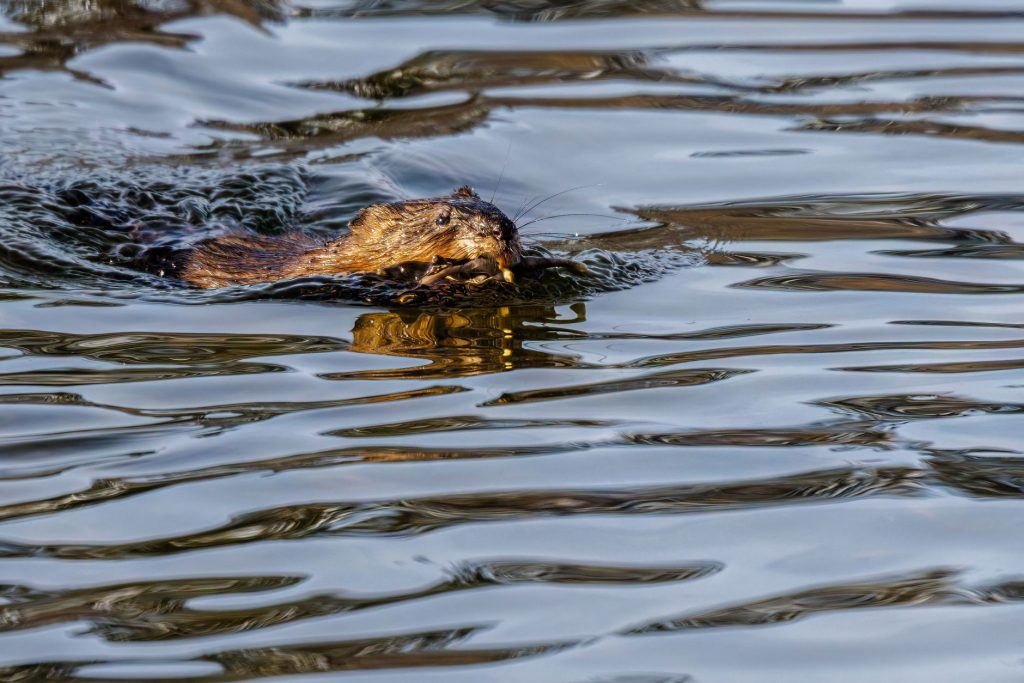 Castor nageant à la surface d’une eau calme traversée de reflets