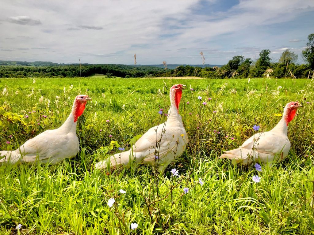 Dindes fermières en plein air sur un parcours enherbé
