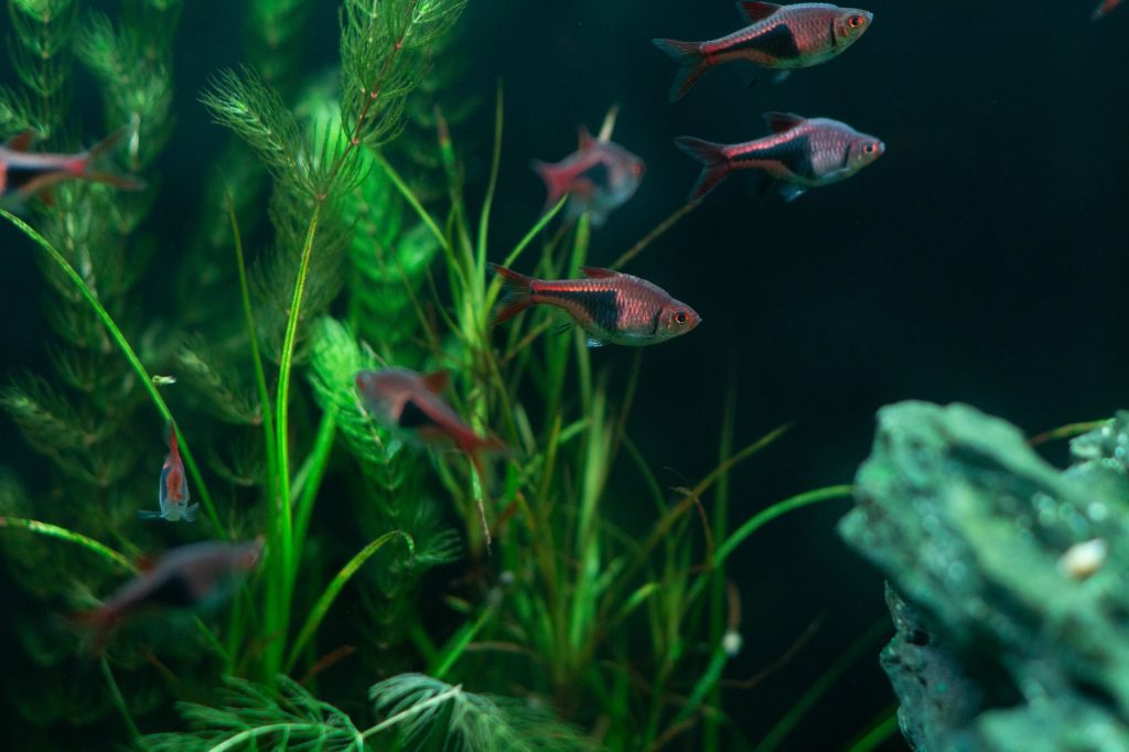 Guppy coloré nageant dans un aquarium d eau douce planté