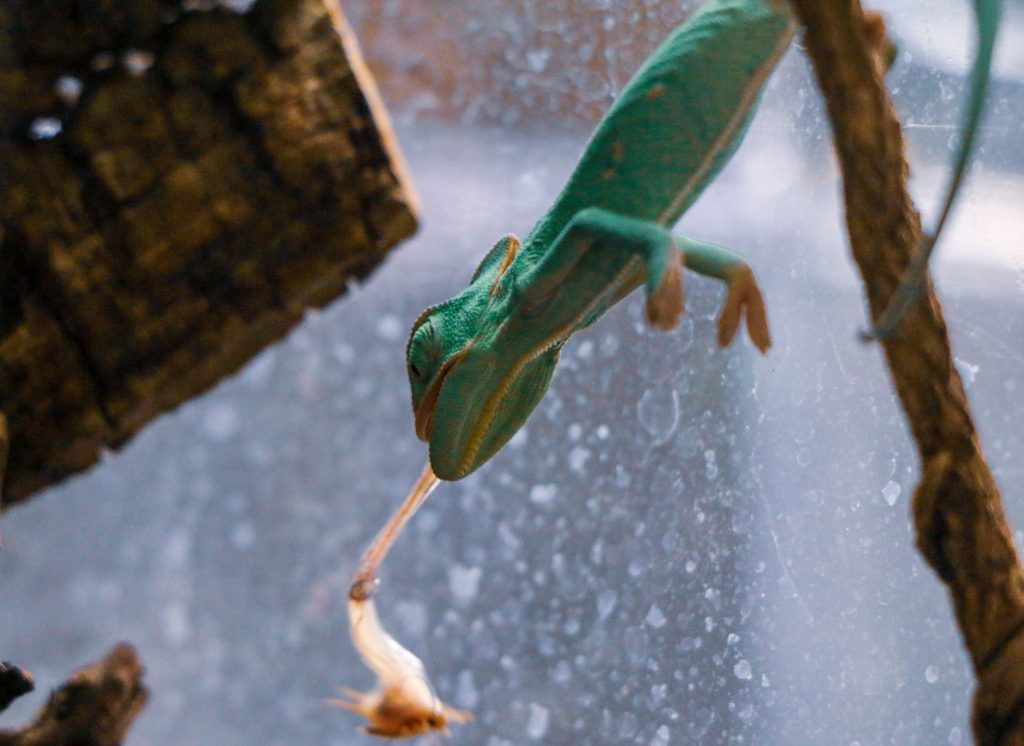 Gros plan sur la tête et l’oeil mobile d’un caméléon