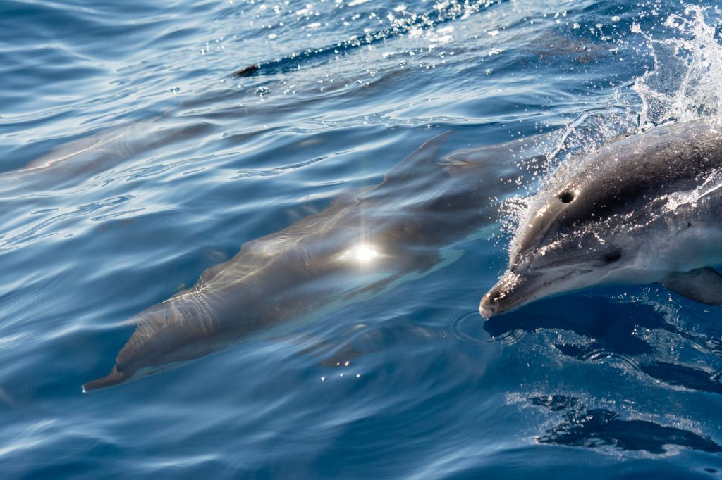 Dauphins nageant en pleine mer, espèce sensible au bruit sous-marin et aux filets