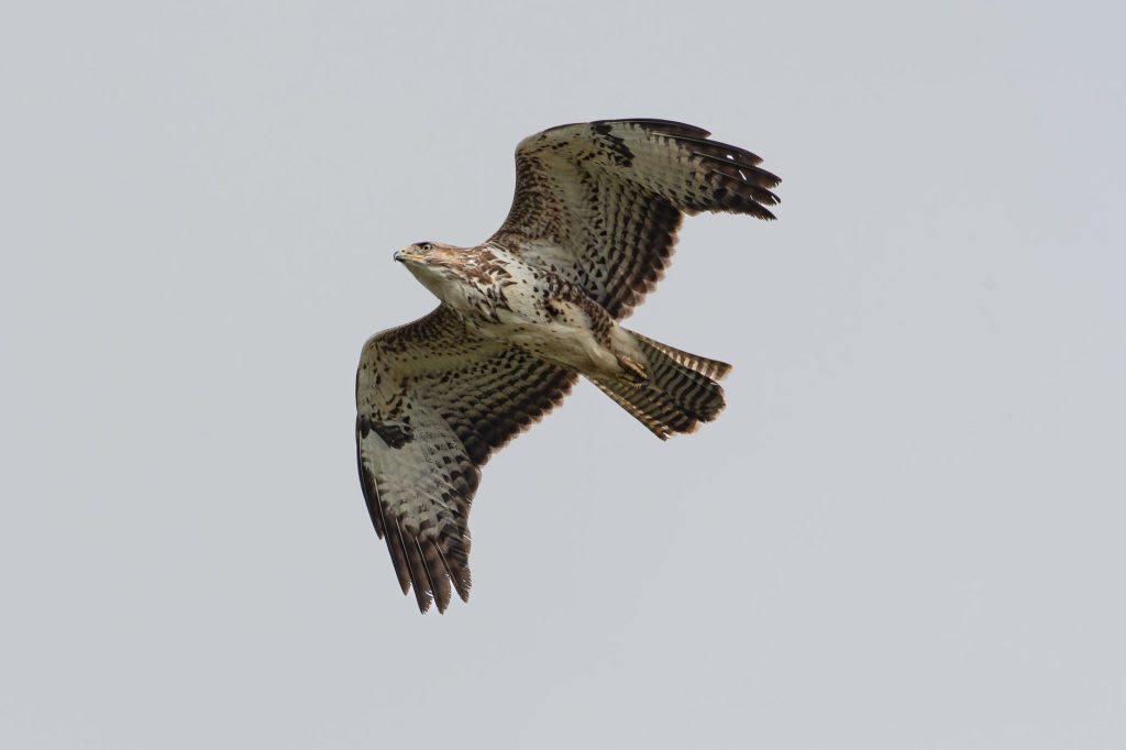 Buse variable en vol, ailes largement déployées