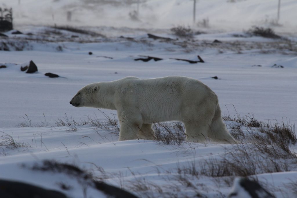 Ours polaire marchant dans la neige près de Churchill au Canada
