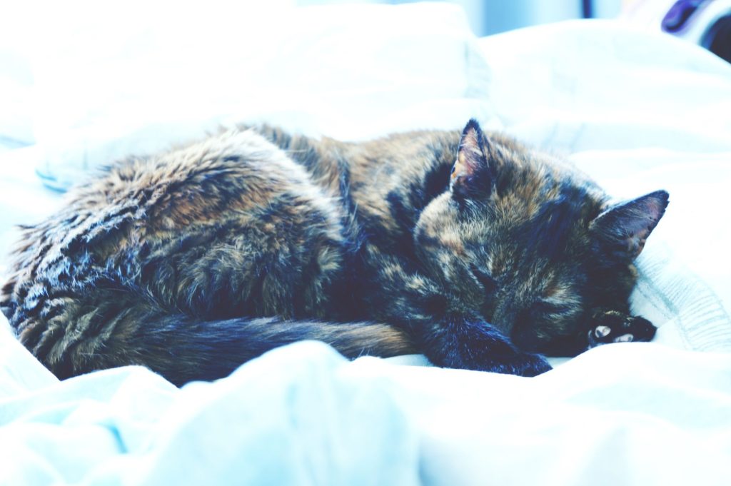 Chat endormi en boule dans un panier douillet