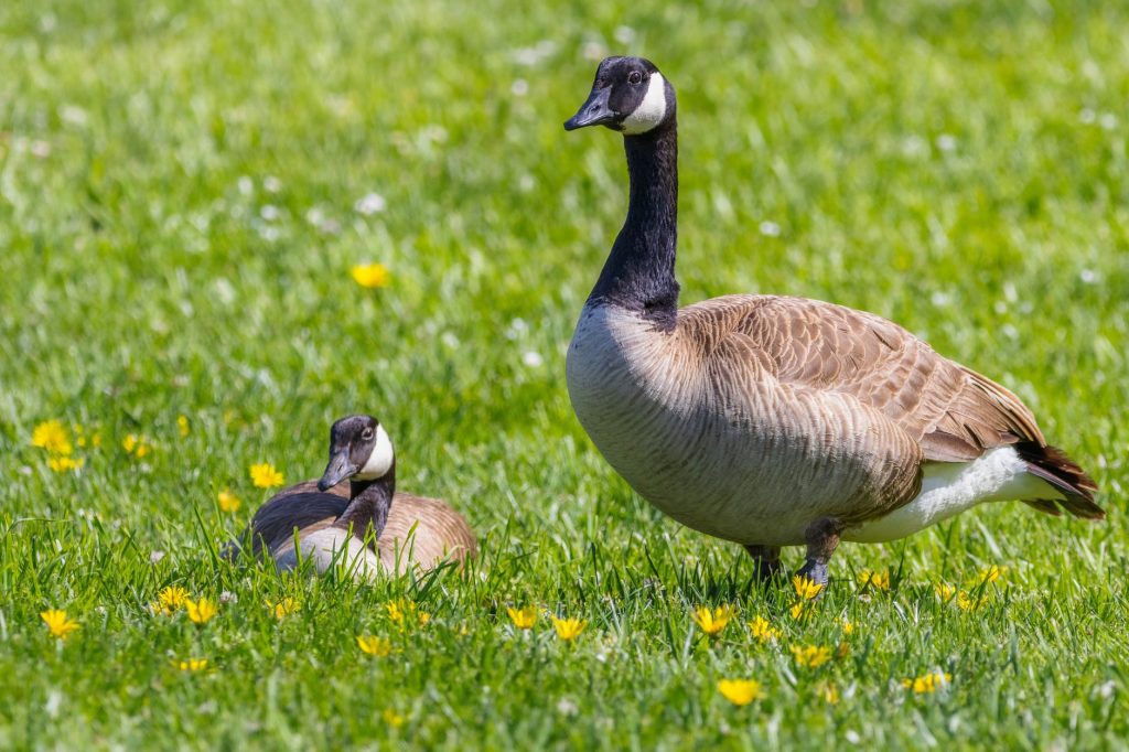 Oies domestiques broutant l'herbe rase d'une prairie
