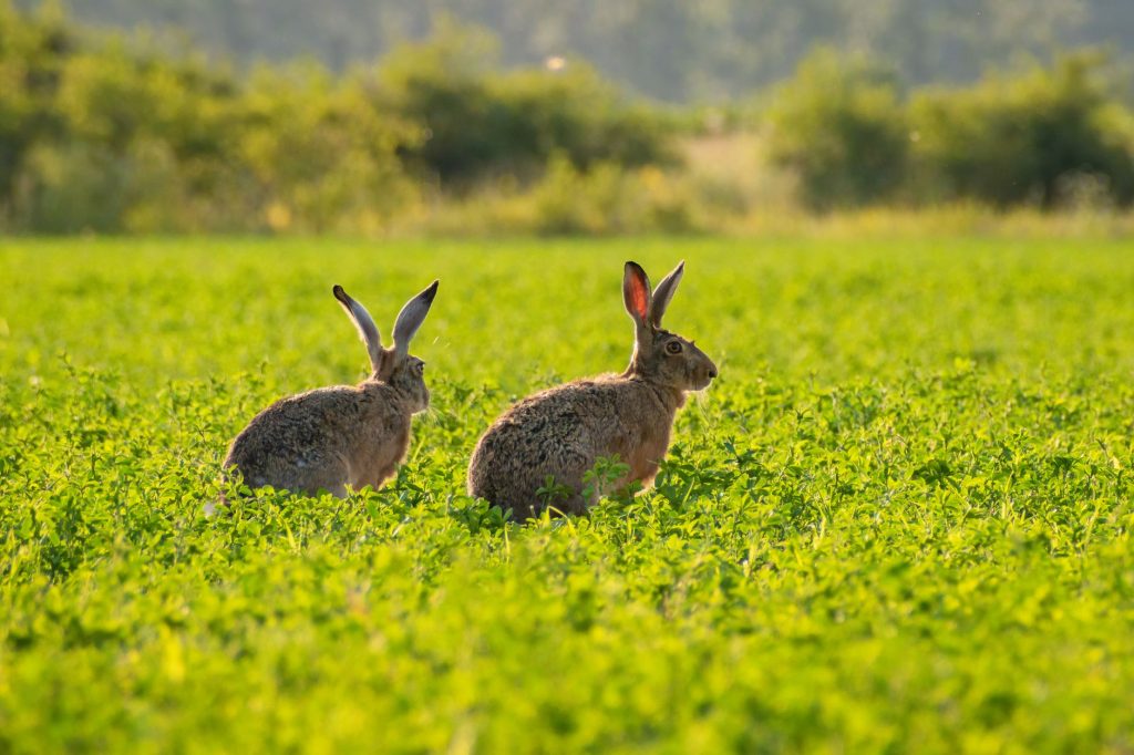 Lièvre d'Europe au repos dans une prairie herbeuse