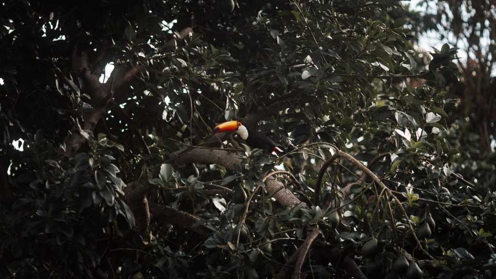Oiseau tropical coloré posé sur une branche dans la jungle