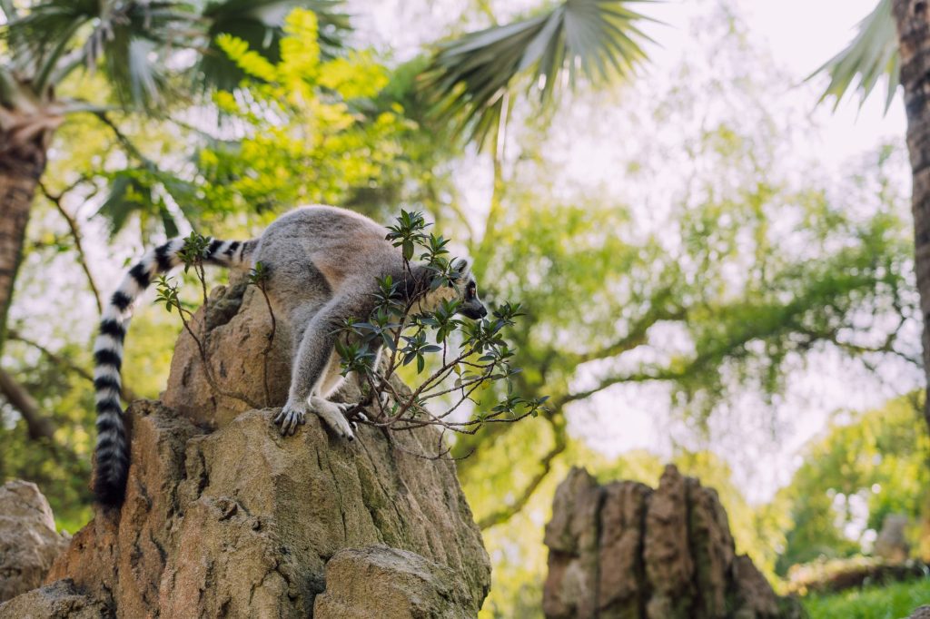 Forêt de Madagascar, habitat naturel des lémuriens
