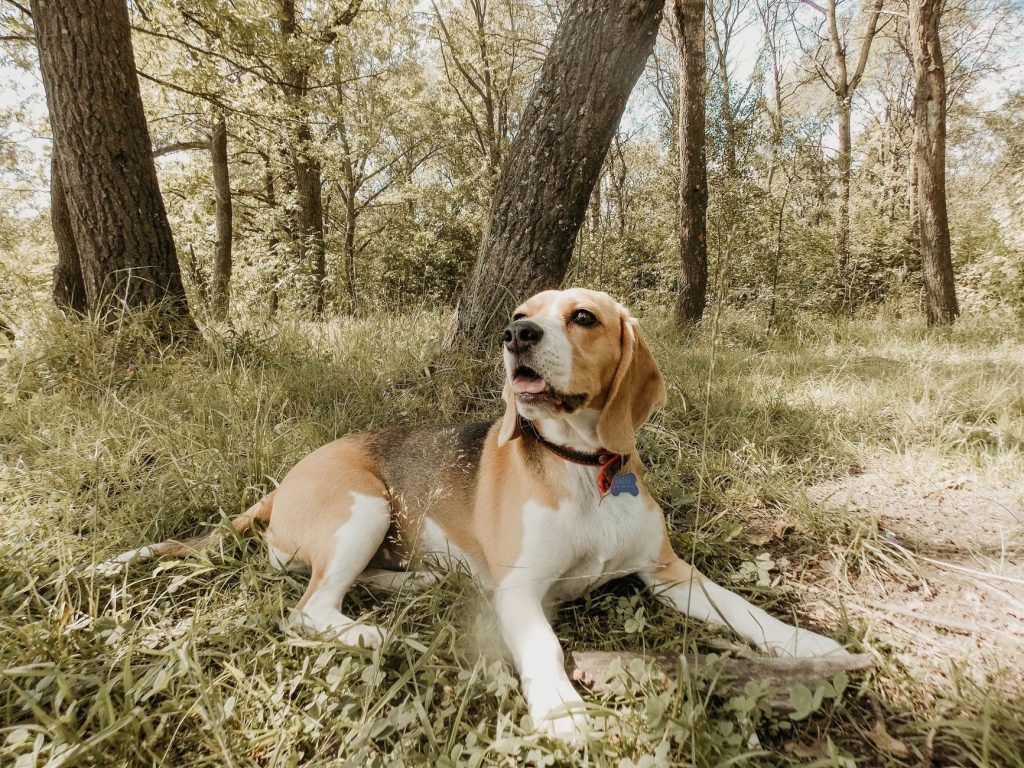 Chien allongé au repos à l'ombre d'un arbre dans l'herbe