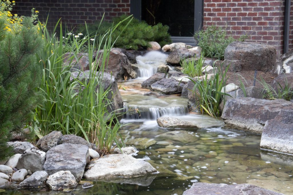 Bassin de jardin bordé de pierres et de plantes, aménagement favorable à la sortie de la petite faune