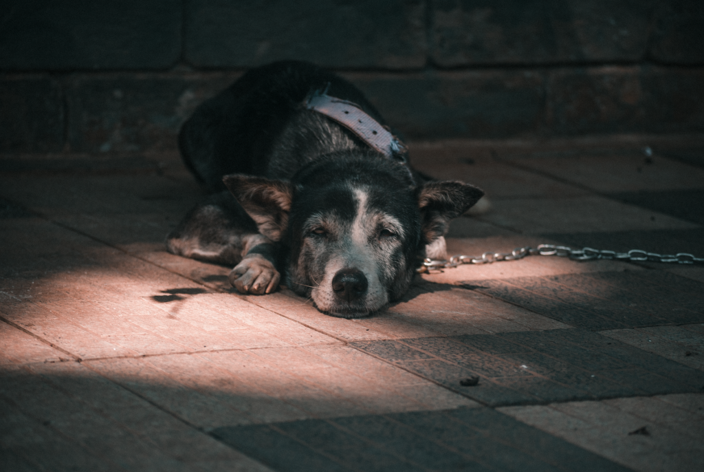 Chien couché seul sur le sol du salon en attendant le retour de son maître