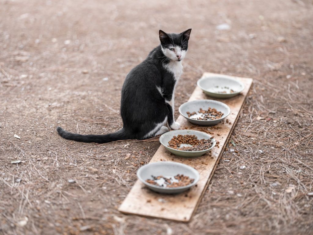 Chat mangeant dans sa gamelle après une stérilisation