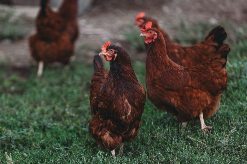 Poules de races différentes dans un parcours herbeux à la ferme
