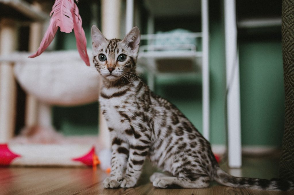 Chat jouant avec un jouet a l'interieur pour depenser son energie