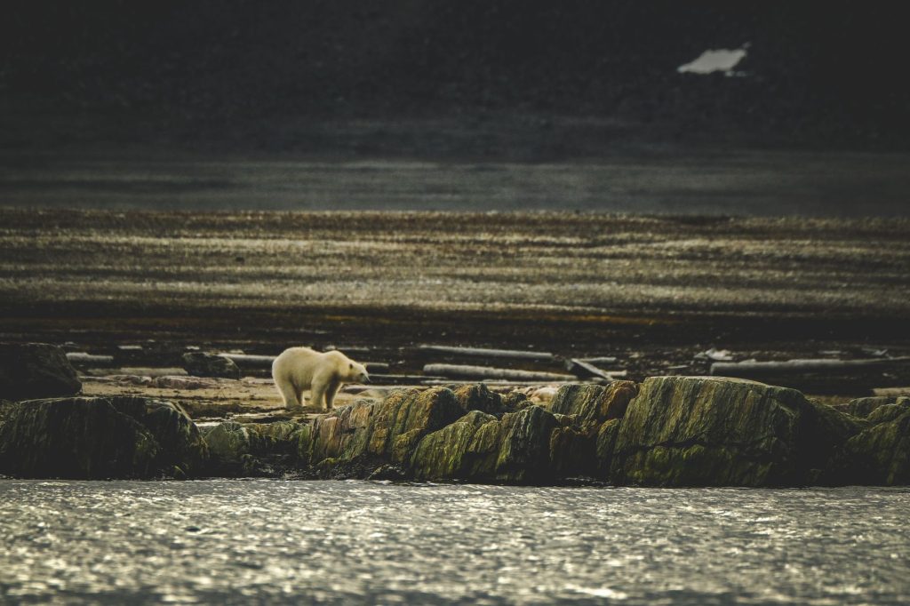 L&rsquo;ours polaire : géant de l&rsquo;Arctique face au recul de la banquise